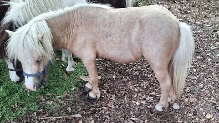 Miniature horse 'Peanut' still missing in Harris County; $5,000 reward offered
