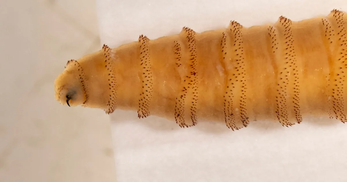Screwworm cases in Texas continue climbing