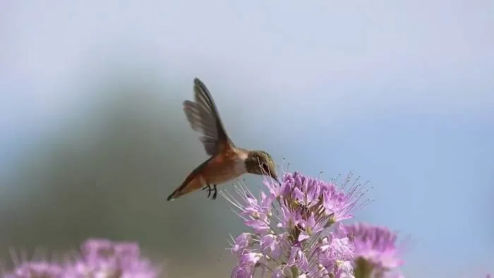 Peak migration season brings surge in hummingbird deaths in Houston