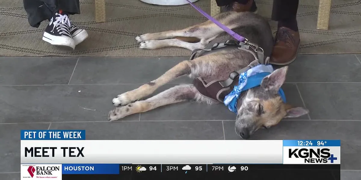 Pet of the Week: Meet Tex!