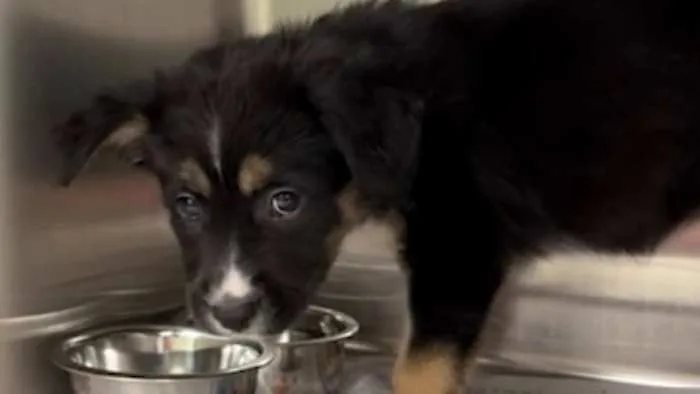 Free and low-cost spay, neuter options available for San Antonio pet owners