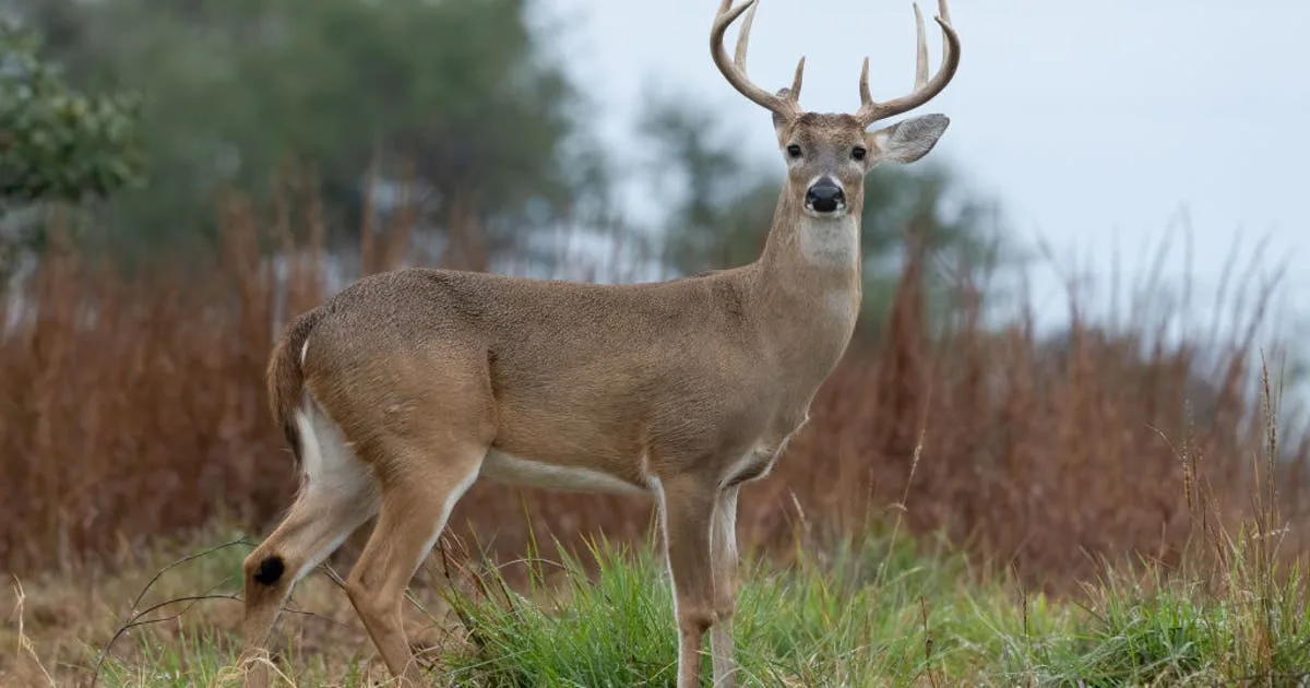 Texas deer season 2026-27: Herd reaches 5.64 million