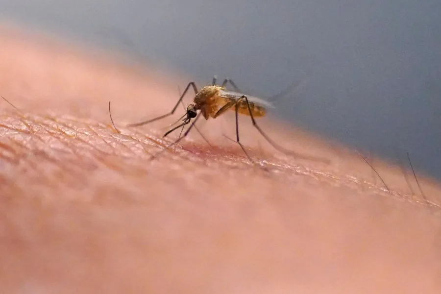Human West Nile Virus case confirmed in Lubbock