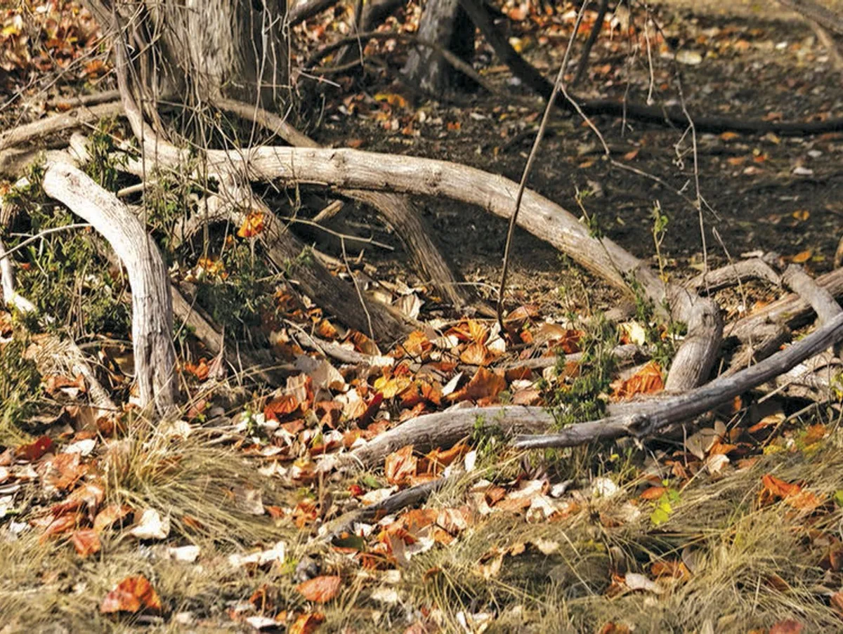 Memorable sights, sounds of 'hitting the Cibolo trail'