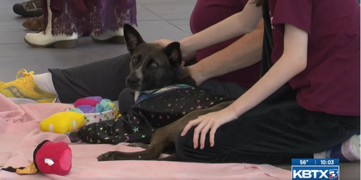 Aggieland Humane Society sees intake numbers drop following surge at beginning of the month