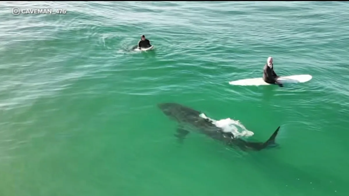 Close encounter caught on video as shark swims near surfers in California
